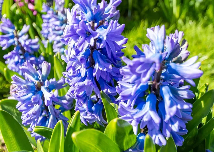 度假居 Sandepark 165 Near *